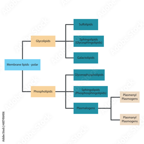 Diagram showing classification of lipids - storage lipids, membrane lipids - including phospholipids, glycolipids, triglycerides, plasmogens and more. Yellow and blue scientific vector illustration.