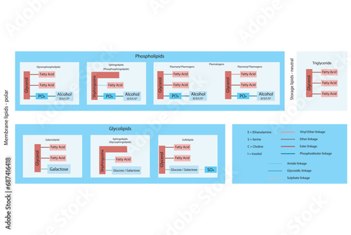 Diagram showing classification of lipids - storage lipids, membrane lipids - phospholipids, glycolipids, triglyceride and more, including chemical linkages Blue and red scientific vector illustration.