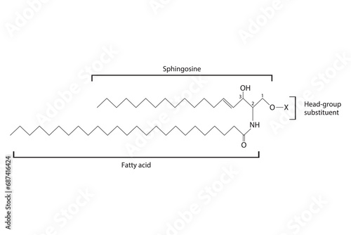 Diagram showing schematic molecular structure of Sphingolipid - including fatty acid, head group, glycerol and substituent  Scientific vector illustration.
