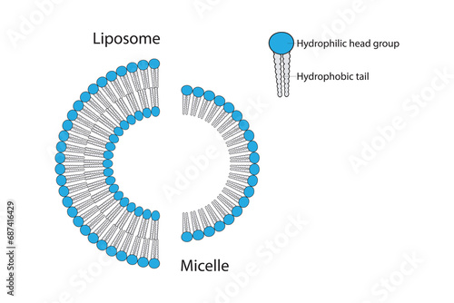 Diagram showing phospholipid structures - monolayer and bilayer - non polar tails and polar heads. Yellow scientific vector illustration.