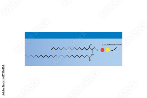 Diagram showing schematic molecular structure of Lacosylceramide (Globoside) Blue Scientific vector illustration.