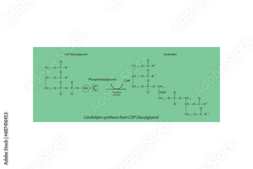 Schematic molecular diagram of Cardiolipin synthesis from CDP Diacylglycerol via Cardiolipin synthase  Scientific vector illustration.
