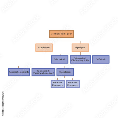 Diagram showing classification of lipids - storage lipids, membrane lipids - including phospholipids, glycolipids, triglycerides, plasmogens and more. Orange and purple scientific vector illustration.