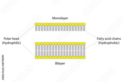 Diagram showing phospholipid structures - monolayer and bilayer. Pink scientific vector illustration.