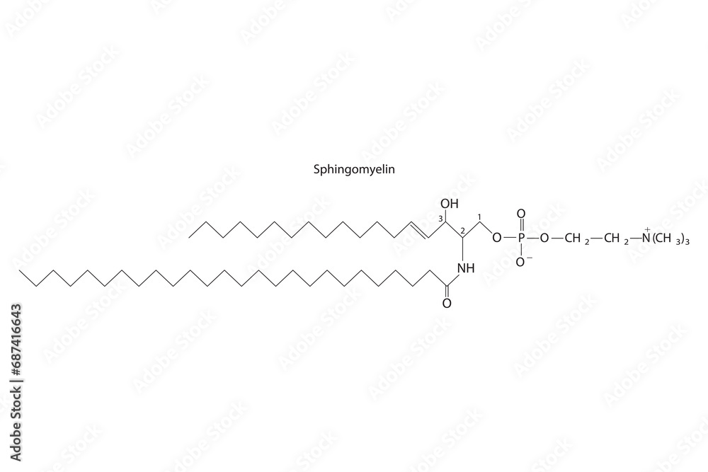 Diagram showing schematic molecular structure of Sphingomyelin  Scientific vector illustration.