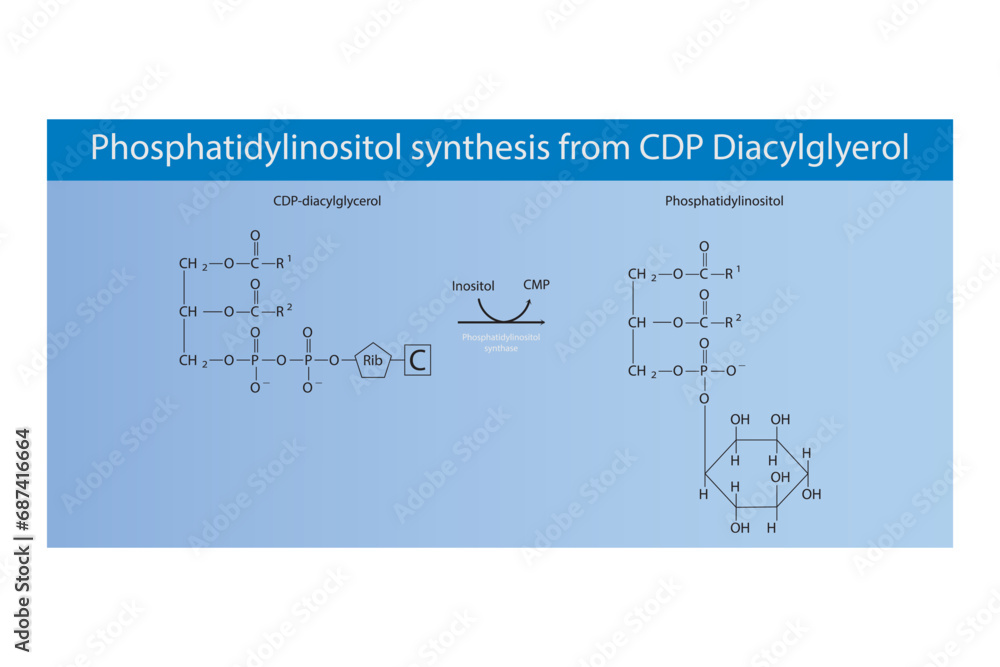 Schematic molecular diagram of Phosphatidylinositol synthesis from CDP Diacylglycerol via PI synthase Scientific vector illustration. Schematic molecular diagram of Phosphatidylinositol synthesis from CDP Diacylglycerol via PI synthase Scientific vector illustration.