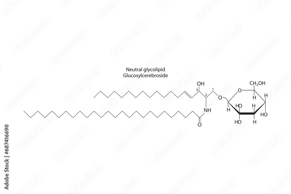 Diagram showing schematic molecular structure of Neutral glycolipid (Glucosylcereboside)  Scientific vector illustration.