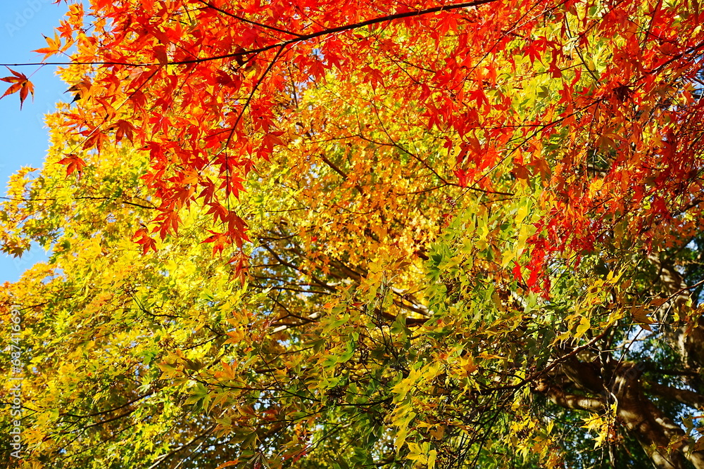 Image of Autumn, Red and Orange Maple Leaf - 秋のもみじ 美しい紅葉の庭園 Image of Autumn, Red and Orange Maple Leaf - 秋のもみじ 美しい紅葉の庭園