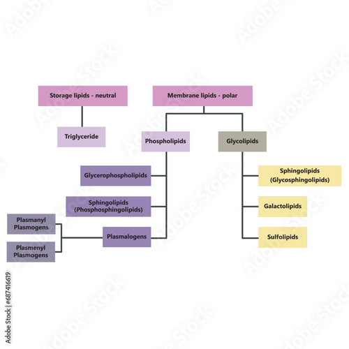 Diagram showing classification of lipids - storage lipids, membrane lipids - including phospholipids, glycolipids, triglycerides, plasmogens and more. Pink and purple scientific vector illustration.