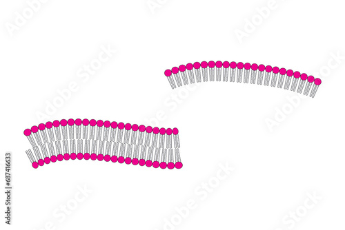 Diagram showing phospholipid structures - Liposome, micelle, monolayer and bilayer. Blue scientific vector illustration.