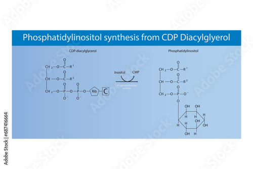 Schematic molecular diagram of Phosphatidylinositol synthesis from CDP Diacylglycerol via PI synthase  Scientific vector illustration.
