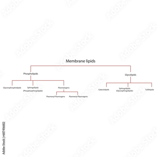Diagram showing classification of lipids - storage lipids, membrane lipids - including phospholipids, glycolipids, triglycerides, plasmogens and more. Red scientific vector illustration.