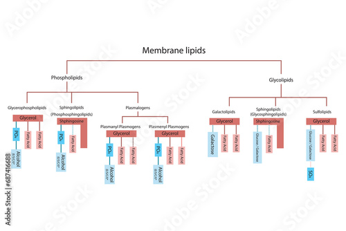 Diagram showing classification of lipids - storage lipids, membrane lipids - phospholipids, glycolipids, triglycerides, plasmogens and more. Blue and red scientific vector illustration.