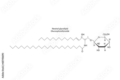 Diagram showing schematic molecular structure of Neutral glycolipid (Glucosylcereboside)  Scientific vector illustration.