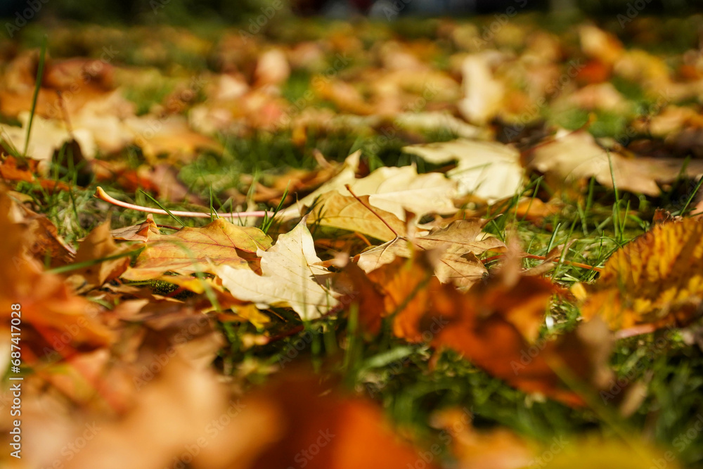 autumn rust leaves. beautiful fall colors. autumn rust leaves. beautiful fall colors.