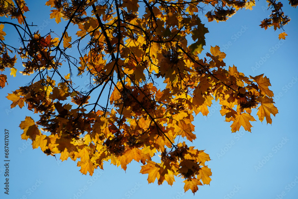 autumn rust leaves. beautiful fall colors. autumn rust leaves. beautiful fall colors.