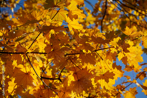 autumn rust leaves. beautiful fall colors.