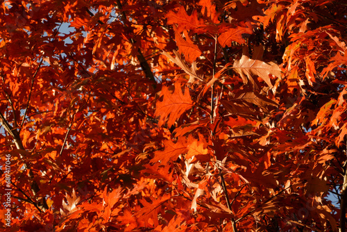 red leaves in a tree in the beautiful autumn season. detail.