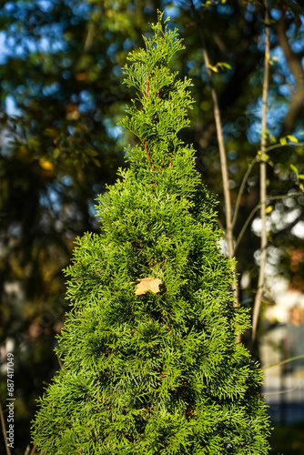 Fototapeta Naklejka Na Ścianę i Meble -  vegetation coming back to life after the cold winter season. detail.