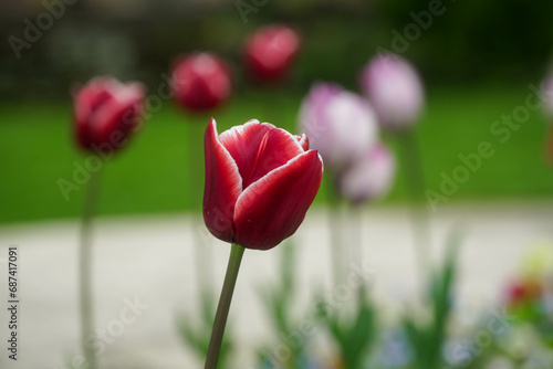 tulips. beautiful tulips in a botanical garden. detail.