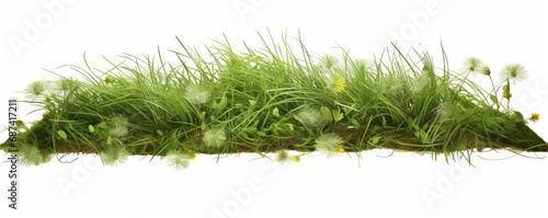 grass patch with clover and dandelions, nature scene isolated on white background banner, Generative AI