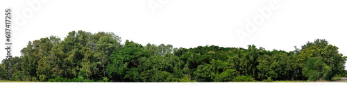 A group of rich green trees High resolution on transparent background. photo