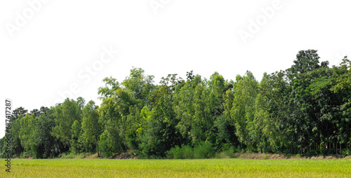 A group of rich green trees High resolution on transparent background. photo