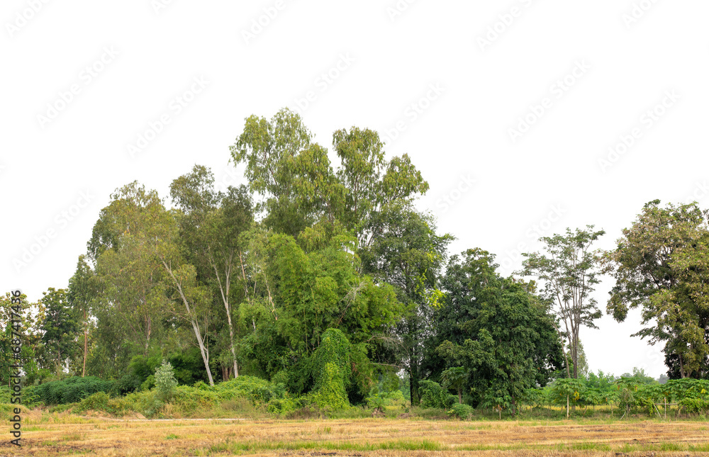 A group of rich green trees High resolution on transparent background. A group of rich green trees High resolution on transparent background.