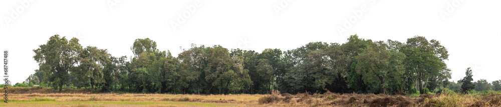 Forest in summer, high resolution on transparent background.