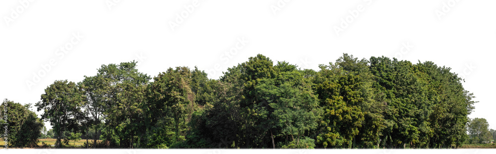 A group of rich green trees High resolution on transparent background.