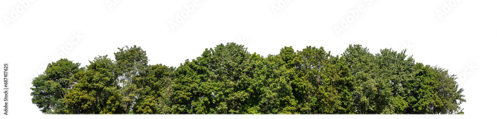 A group of rich green trees High resolution on transparent background. A group of rich green trees High resolution on transparent background.