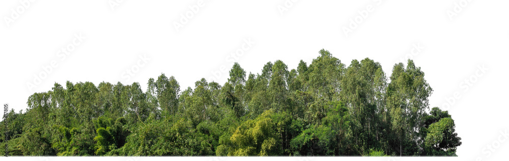 Green forest in summer, high resolution on transparent  background.