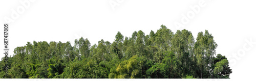 Green forest in summer  high resolution on transparent  background.