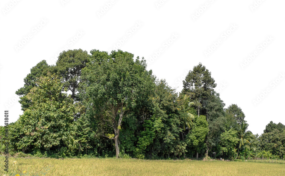 Fototapeta premium Green forest in summer, high resolution on transparent background.