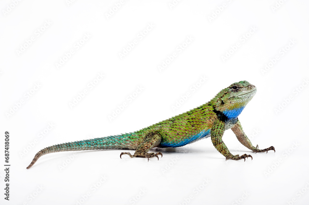 Malachit-Stachelleguan // Emerald Swift (Sceloporus malachiticus) Malachit-Stachelleguan // Emerald Swift (Sceloporus malachiticus)