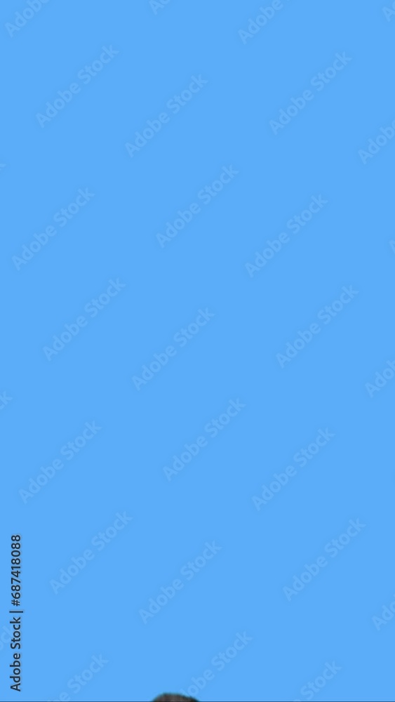 Boxing man looking at camera on blue chroma background Boxing man looking at camera on blue chroma background