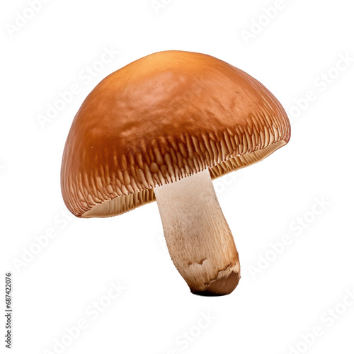 Boletus mushroom isolated on transparent background,transparency 