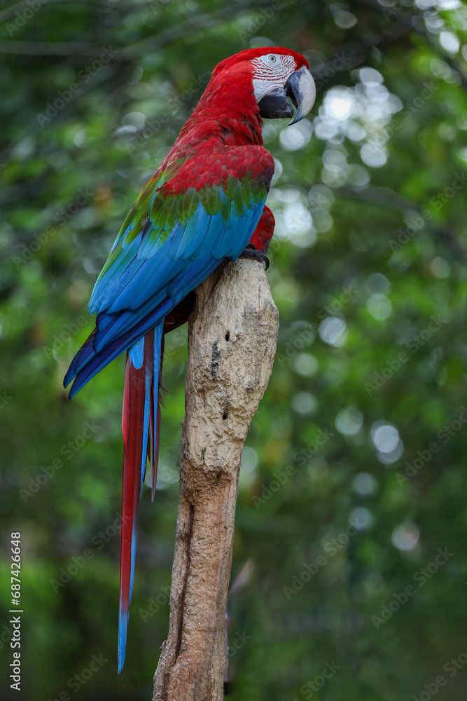 Close up the red macaw parrot bird in gardena Close up the red macaw parrot bird in gardena