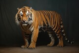 tiger on a black background. Animals.