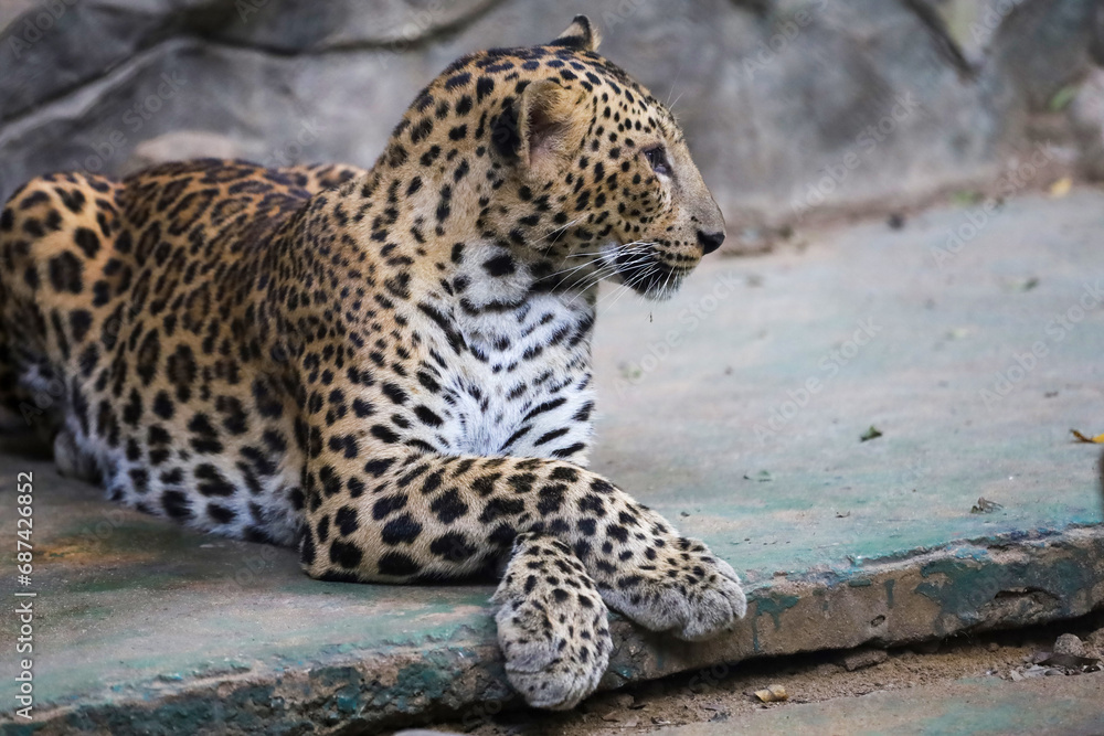 The leopard tiger is cute and speed wildanimal in zoology. The leopard tiger is cute and speed wildanimal in zoology.