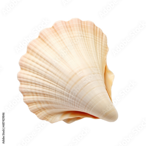Shell,sea shell,beautiful sea shall for decoration isolated on transparent background,transparency  © SaraY Studio 
