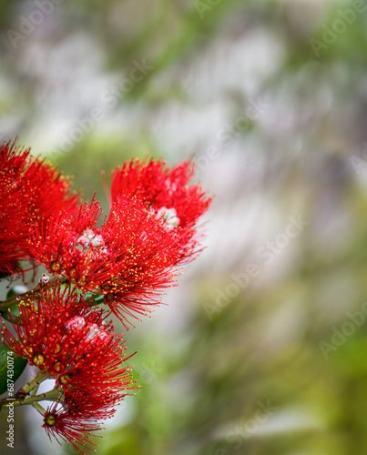 Red Pohutukawa flowers with blurred natural green tree background. New Zealand Christmas Tree. Vertical format.