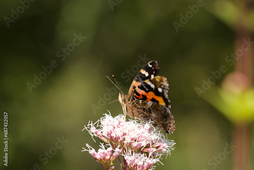 フジバカマの花から吸蜜する情熱的な黒に赤橙色の羽を広げたアカタテハ蝶（自然光・マクロレンズ接写）