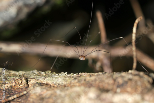 森の中で仲良く自生する2枚の天然しいたけ菌の子供（自然光＆ストロボ・マクロレンズ接写） © SAIGLOBALNT