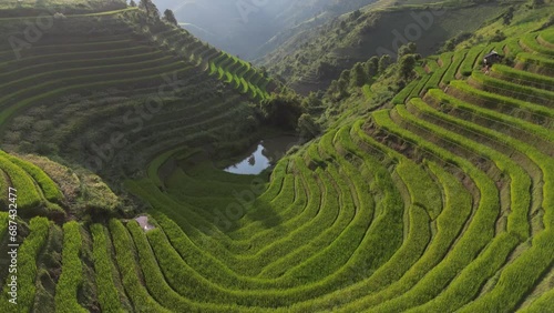 Majestic terraced fields in Mu Cang Chai district, Yen Bai province, Vietnam. Rice fields ready to be harvested in Northwest Vietnam. photo