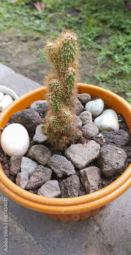 Plant Echinopsis tubiflora Cactus, taken at close range photo