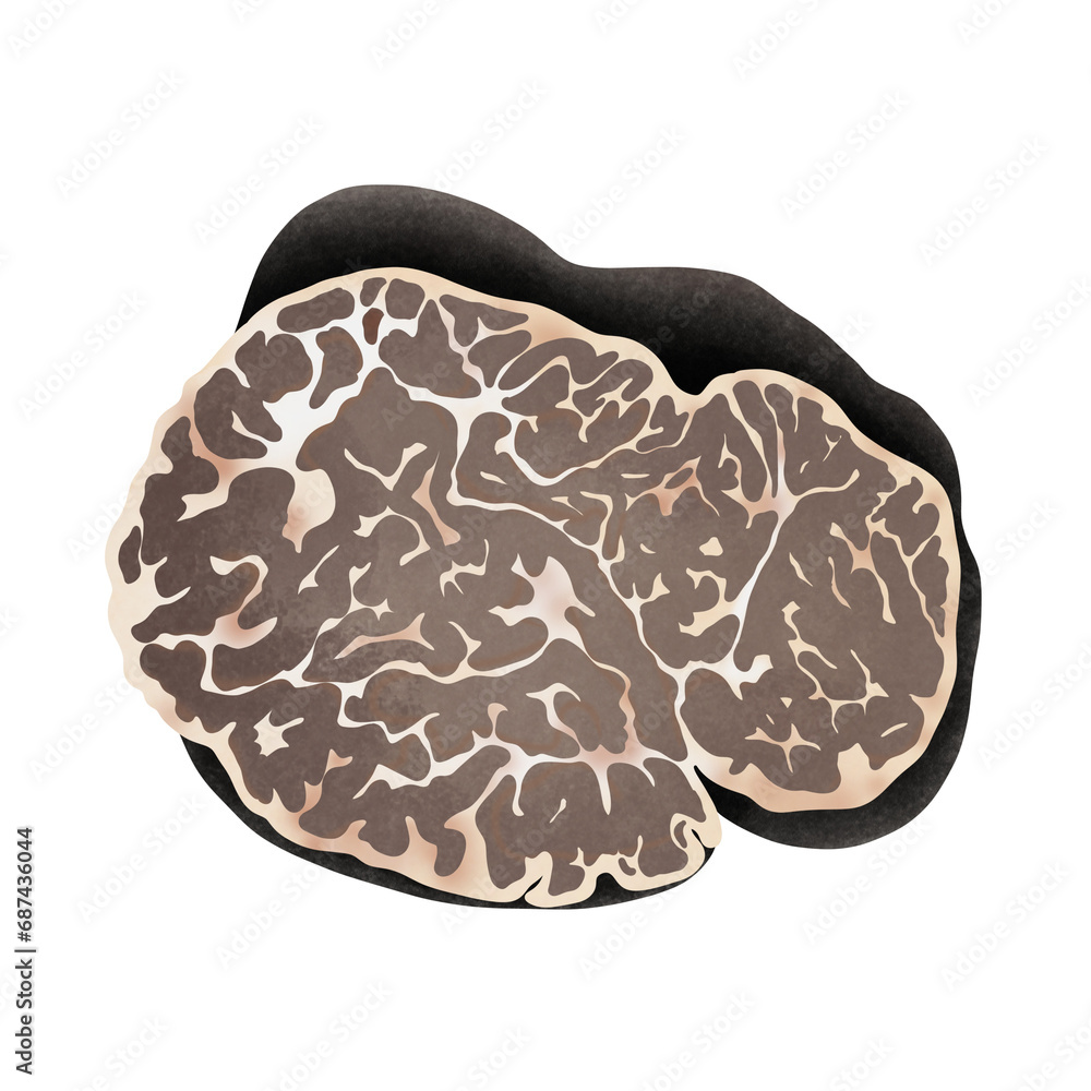 Tuber Brumale Truffle, Illustration cartoon design. Tuber Brumale Truffle, Illustration cartoon design.