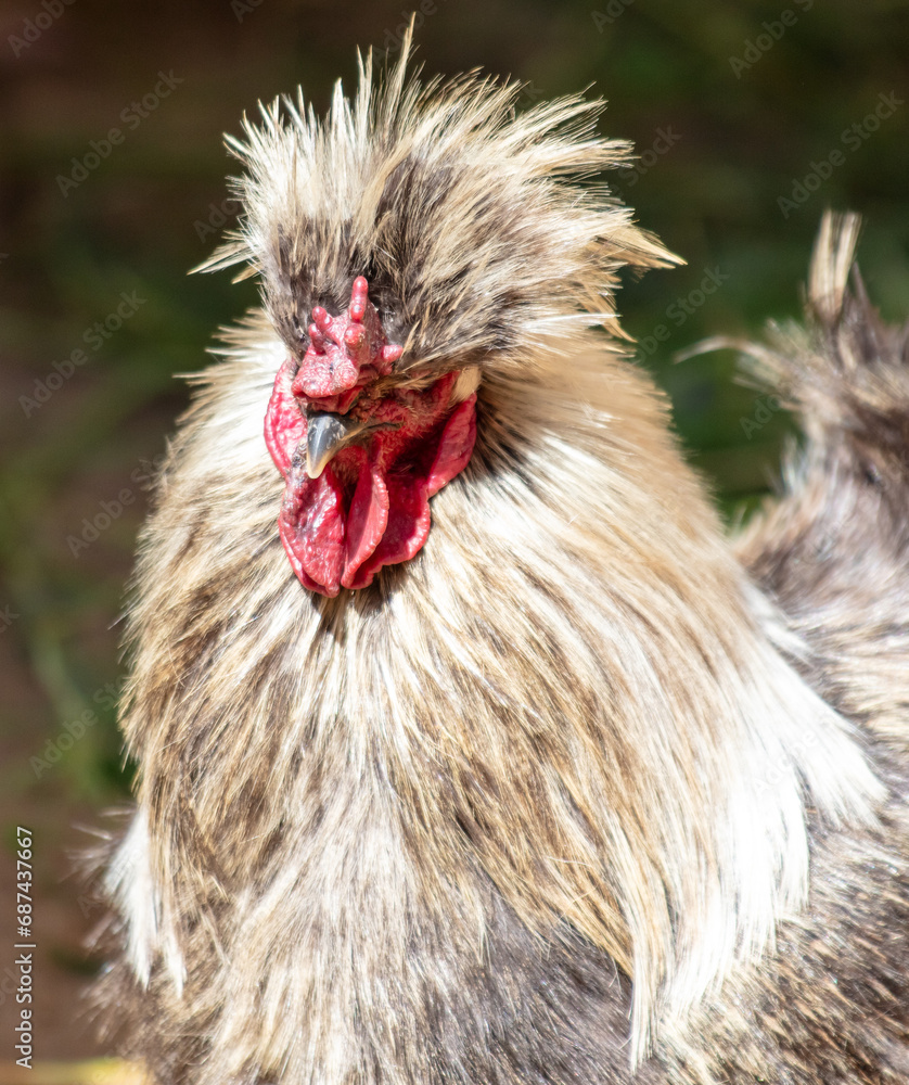 Naklejka premium Portrait of a rooster on a farm