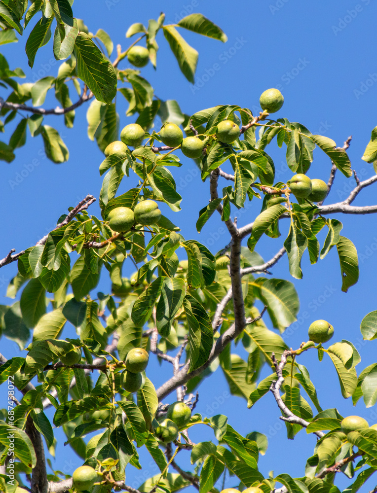 Walnuts on a tree against a blue sky