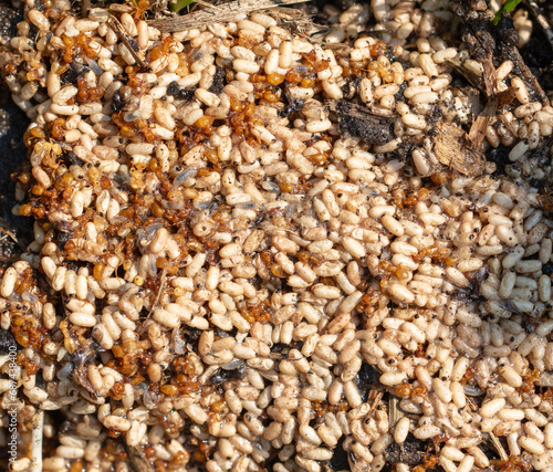 Close up of red ant eggs. Macro